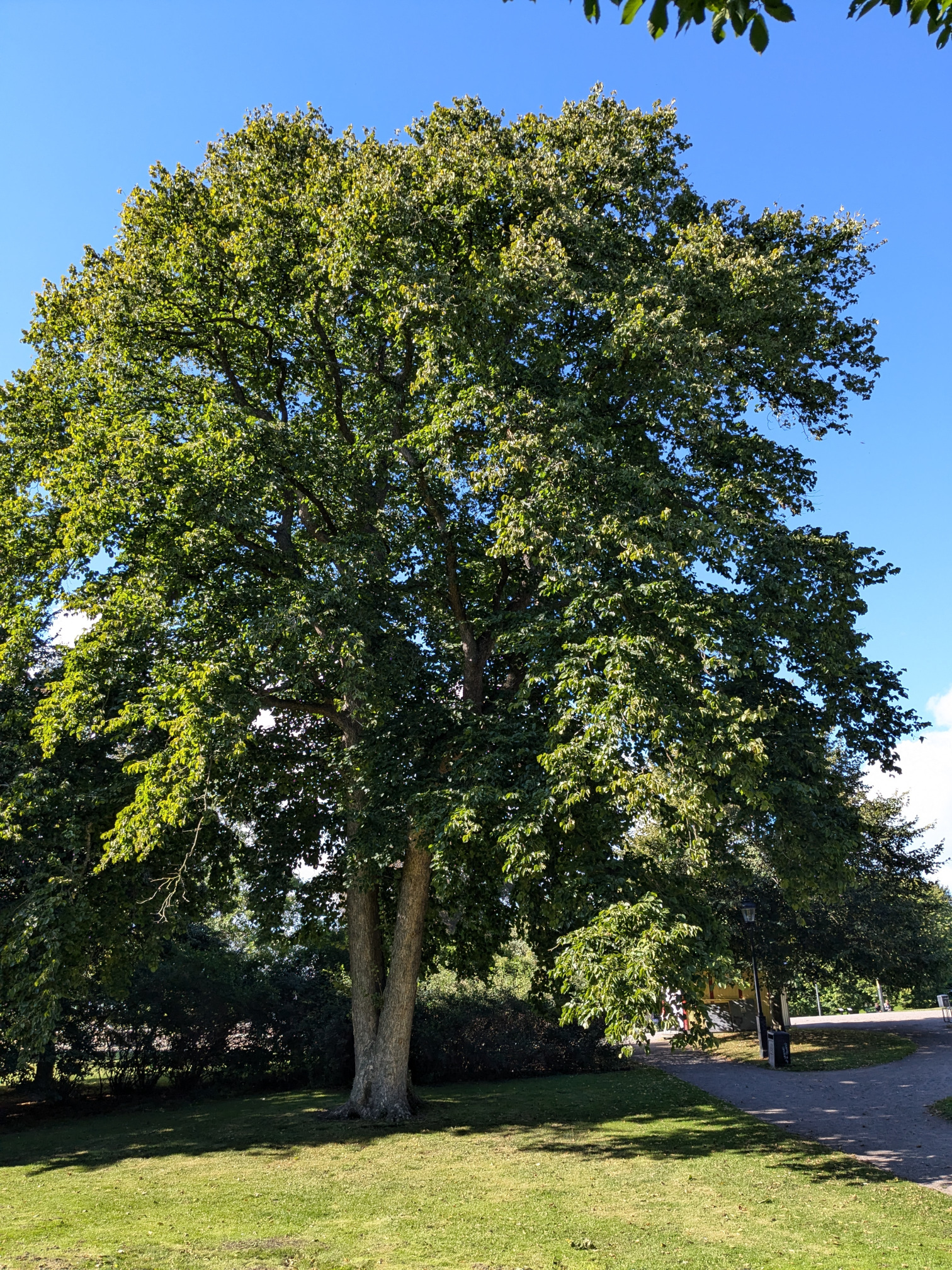 2024-09-15_Corylus_colurna_Helsingborg.jpg